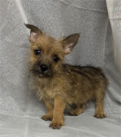 Cairn Norwich Terrier Mix