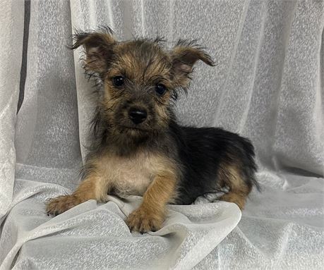 Cairn Norwich Terrier Mix