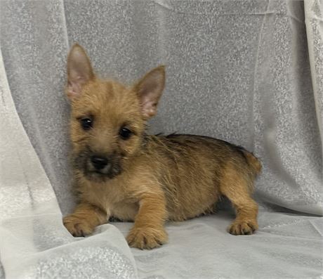 Cairn Norwich Terrier Mix