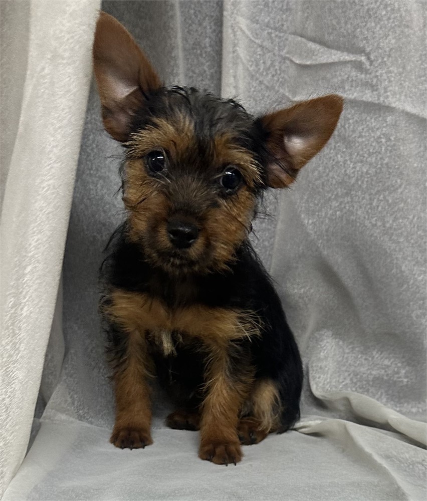 Yorkie- Norwich Terrier