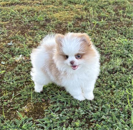 Beautiful AKC Orange Parti Male