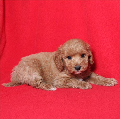 Micro Goldendoodle 928