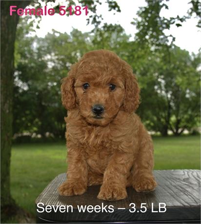 2nd Generation Mini Goldendoodle - 5181