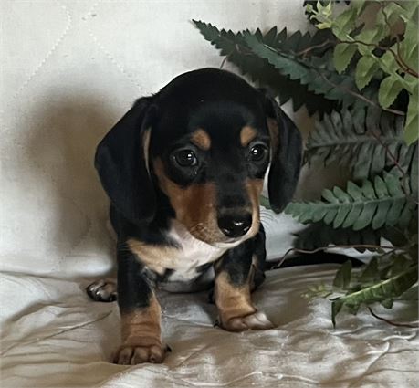 Luna - Shorthair