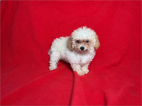 Male Bichpoo 2