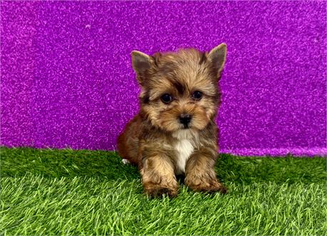 1.5lb Red Female Yorkie