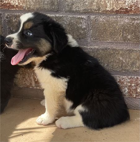 Toy/Small Mini Aussie M ASDR