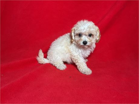 Female Bichpoo