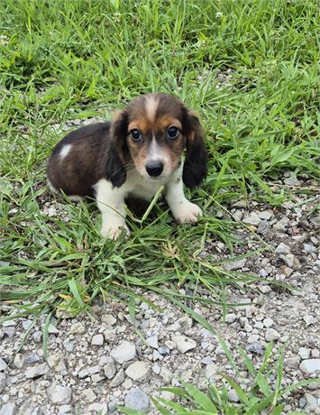 Adorable little Dachshund baby boy