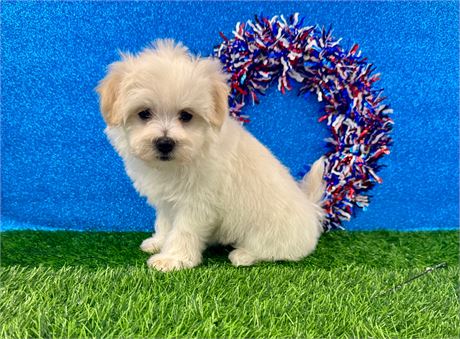 White & Cream Female Maltipoo