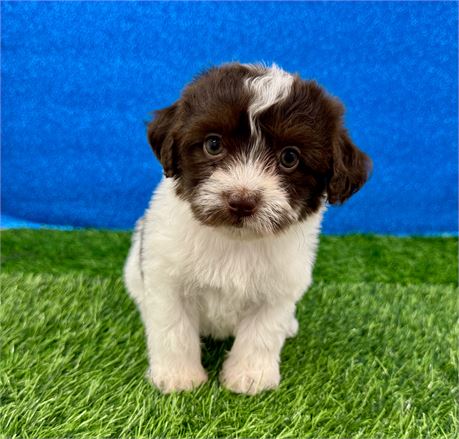 2.3lb Female Chocolate & White Havanese