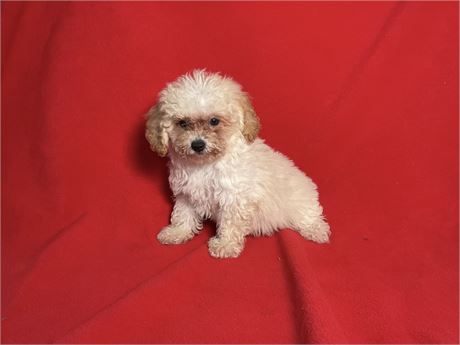 Male Bichpoo