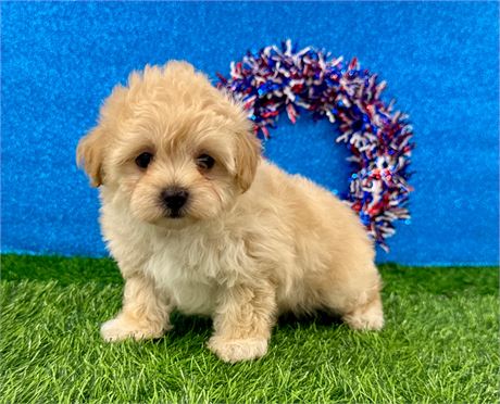 2.2lb Female Champagne Maltipoo