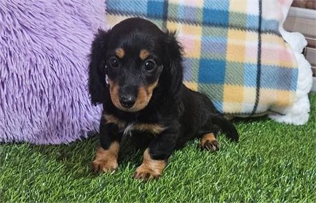 Dachshund - Female #4