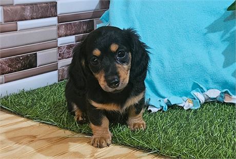 Dachshund - Female #2