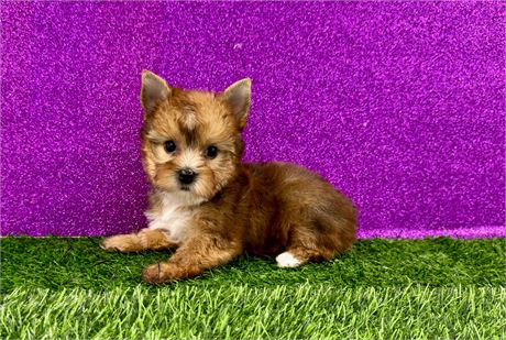 1.7lb Red Female Yorkie