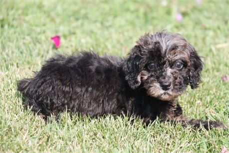 male Poodle