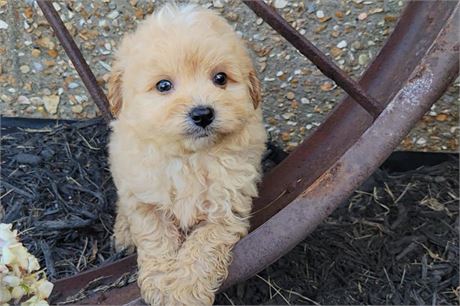 Clean USDA!!! Malti-Poo-Pom