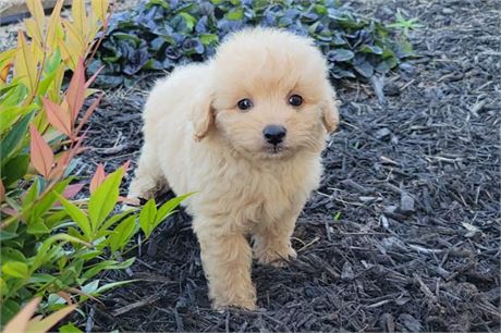 Clean USDA!!! Malti-Poo-Pom
