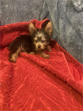 Male Yorkshire Terrier