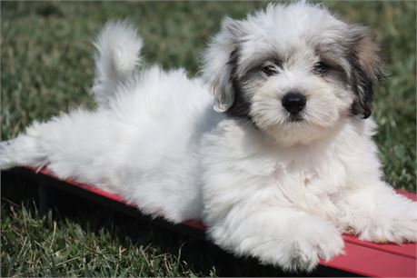 Female Coton