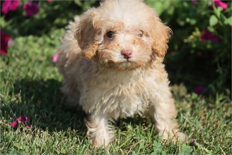 Female Poodle