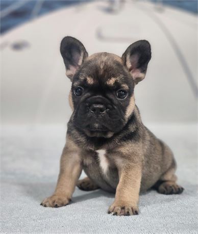 AKC Ollie