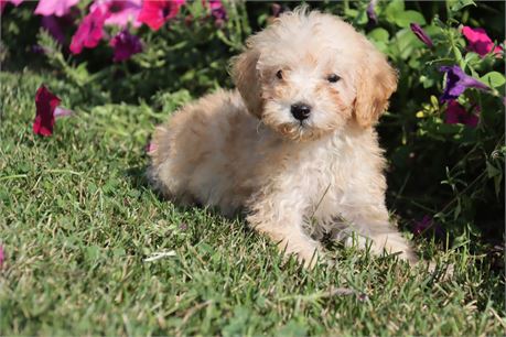 male Poodle