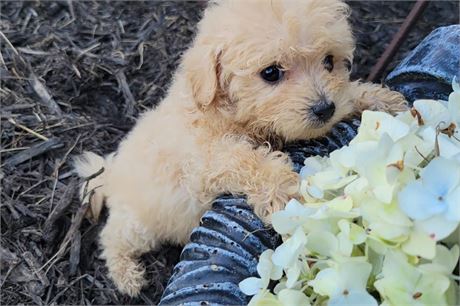 Clean USDA!!! Malti-Poo-Pom