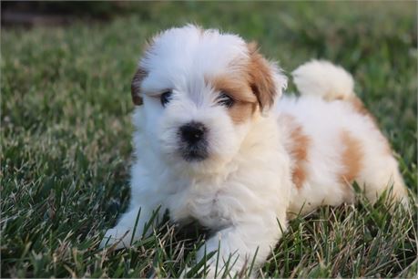 Female Lhasa/Havanese