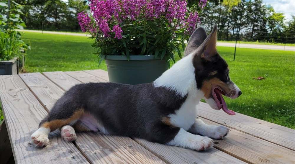 Beau--Handsome Blue Tri Male Corgi