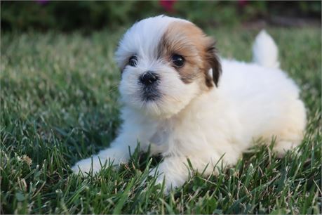 Female Lhasa/Havanese