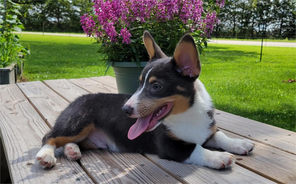 Beau--Handsome Blue Tri Male Corgi