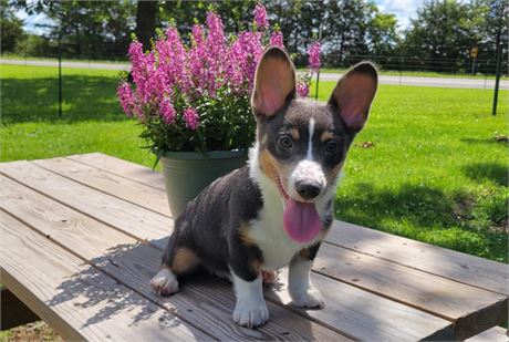 Beau--Handsome Blue Tri Male Corgi