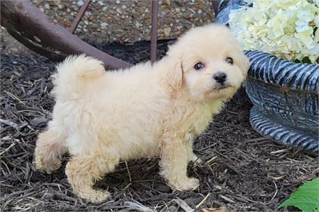 Clean USDA!!! Malti-Poo-Pom