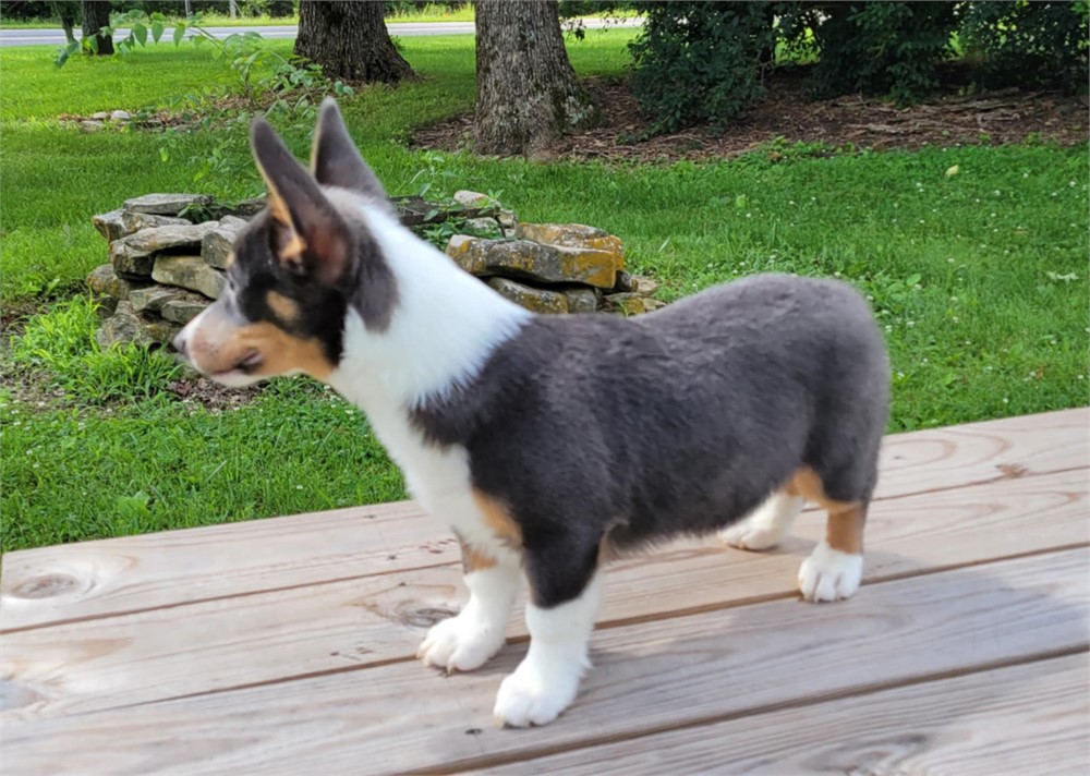 Beau--Handsome Blue Tri Male Corgi