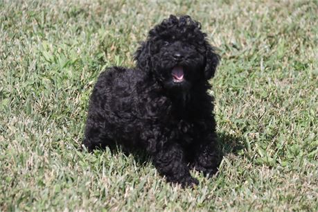 Male Poodle