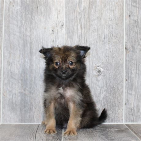25170-02 Pomeranian