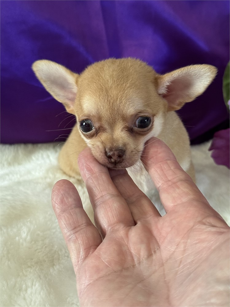 TINY 1.4 MALE ZIGGY