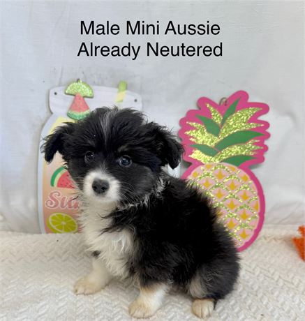 Neutered mini Aussie