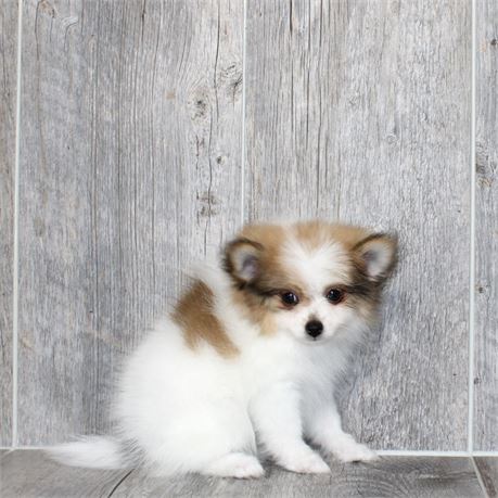 25167-01 Pomeranian
