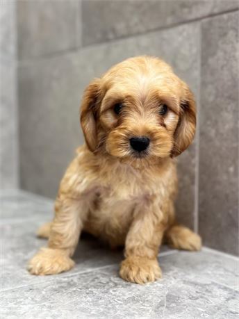 Cavapoo 25336-03