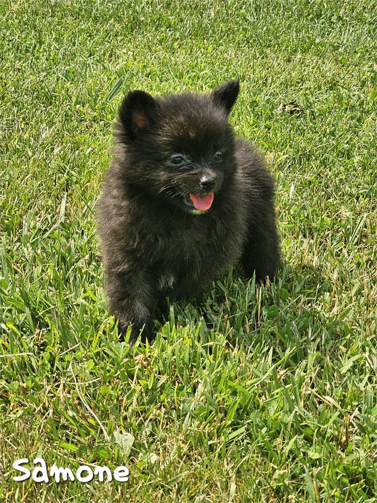 Simone
