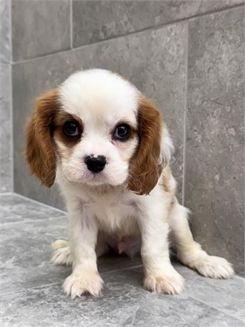Cavalier 25333-01