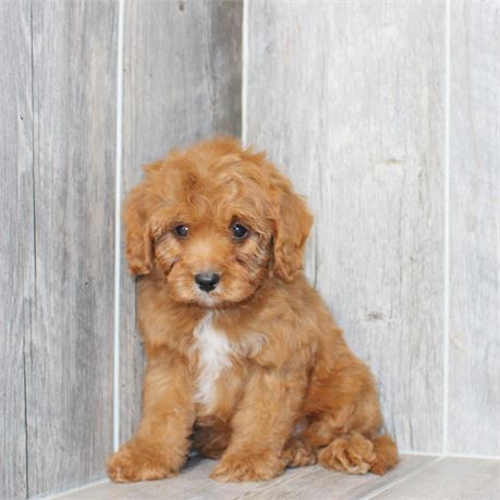 25166-01 Cavapoo