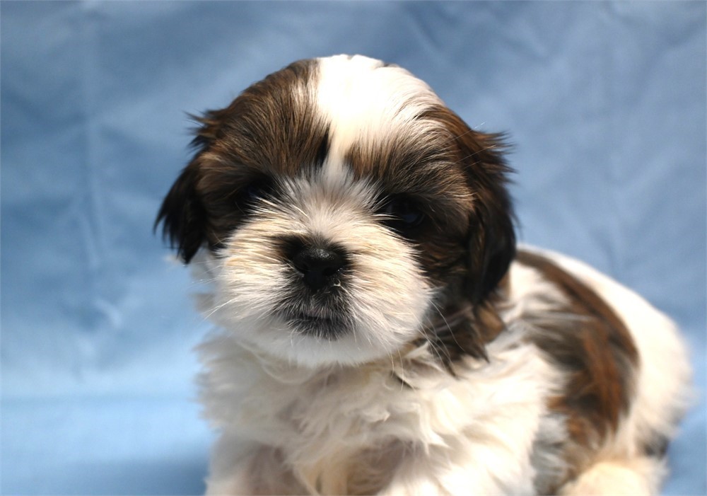 Outstanding Gizmo