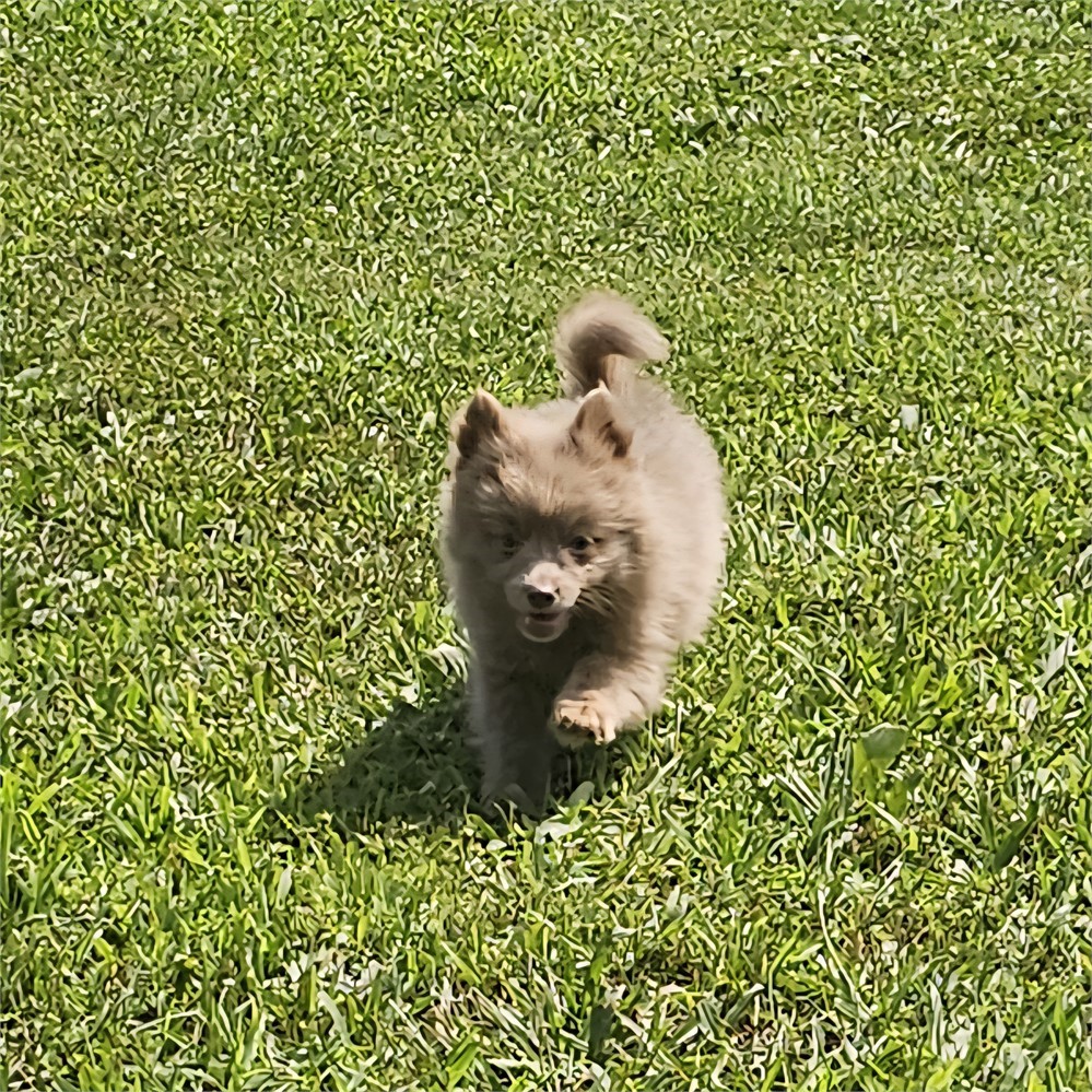 Female Pom