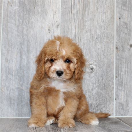 25166-04 Cavapoo