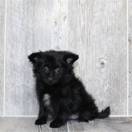 25170-05 Pomeranian