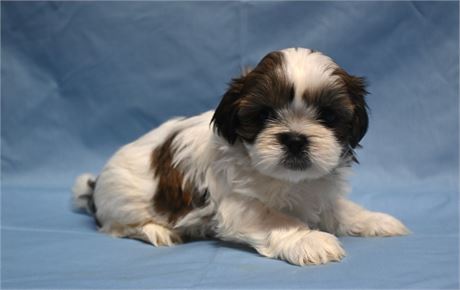 Outstanding Gizmo